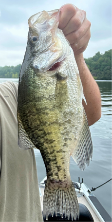 Crappie featured in the August 2026 fishing report