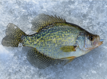 Crappie on ice featured in the February 2026 fishing report