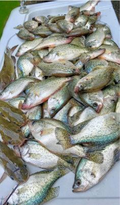 Crappie catch featured in the January 2026 fishing report