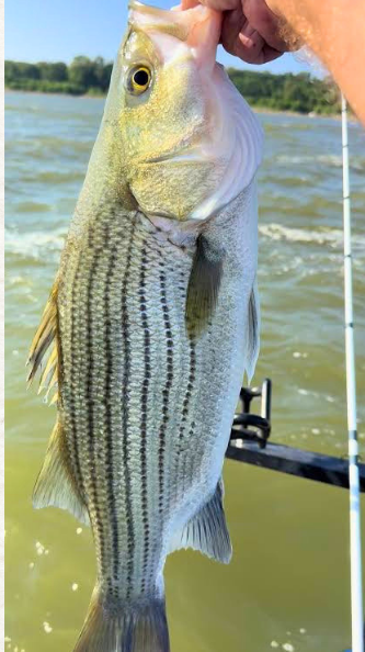 Hybrid bass featured in the July 2026 fishing report