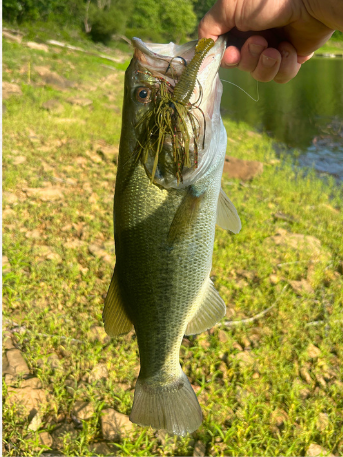 Largemouth bass featured in the June 2026 fishing report