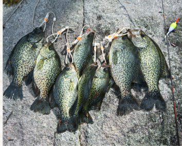 Crappie featured in the March 2026 fishing report
