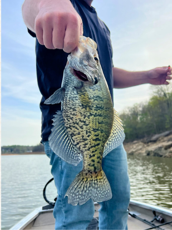 Crappie featured in the May 2026 fishing report